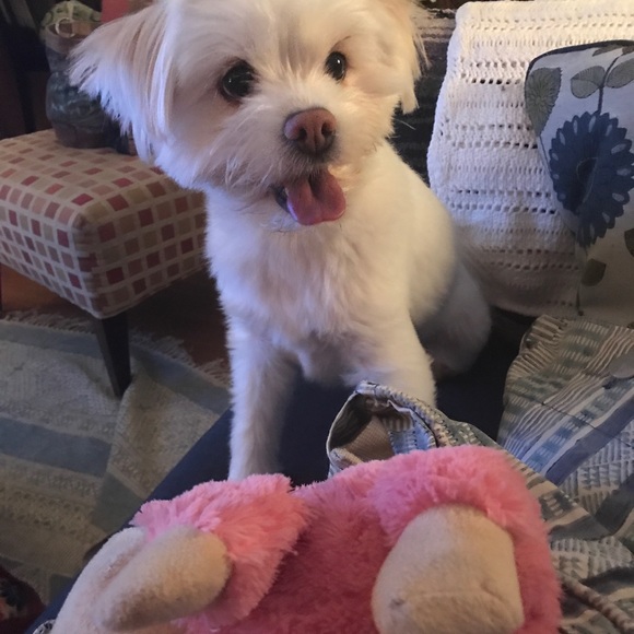 Meet your Posher, Bella - Picture 7 of 7